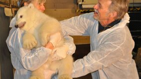 Zwei Personen mit einem Eisbären. | © Zoo am Meer