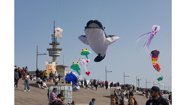 Drachen fliegen in der Luft, viele Menschen sind zu sehen.  | © Helmut Gross_Erlebnis Bremerhaven